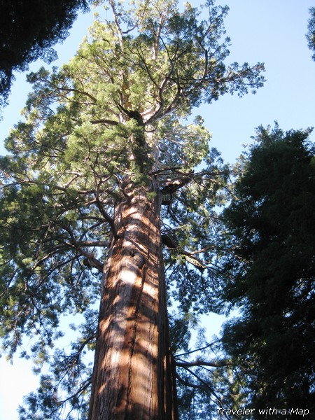 sequoia tree