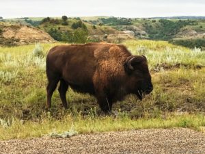 buffalo at Theodore Roosevelt National Park