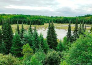 Beaver creek, Voyageurs NP