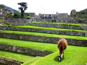 Lama-at-Machu-Picchu