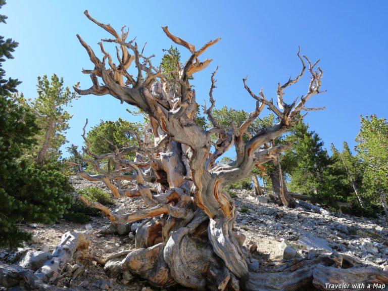 5 amazing things to do at Great Basin National Park, Bristlecone Pines