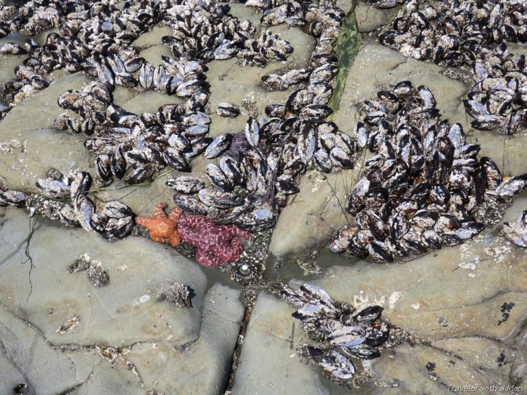 Tide_pools_Harris-Beach