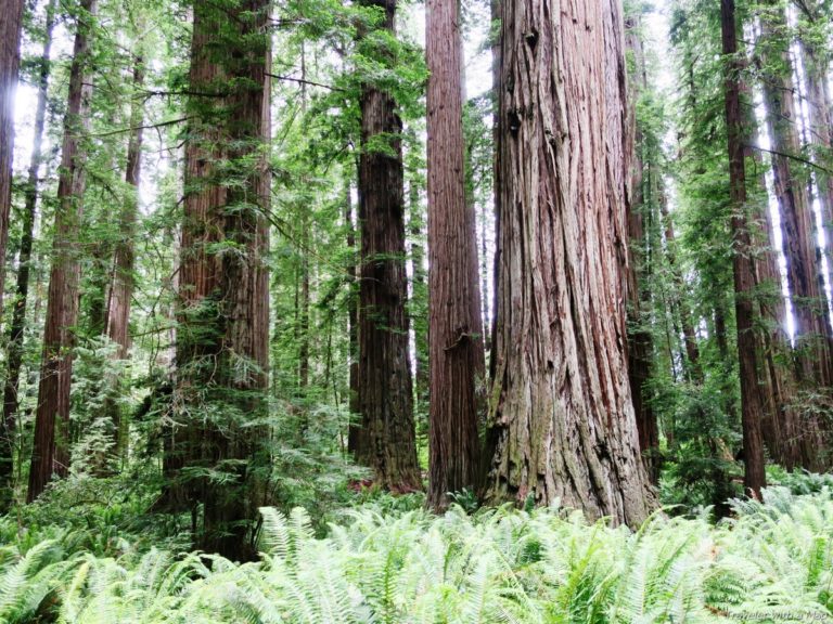 7_Wonderful_Hikes_in_Redwood_National_Park
