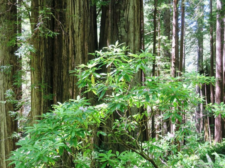 7 Wonderful Hikes in Redwood National Park