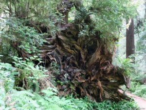 Read more about the article 7 Most Beautiful Hikes in Redwood National Park