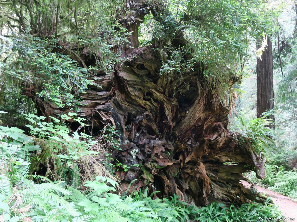 You are currently viewing 7 Most Beautiful Hikes in Redwood National Park