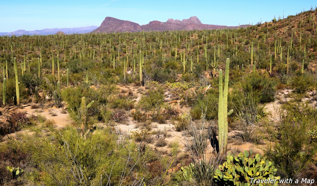 You are currently viewing How to Best Visit Saguaro National Park