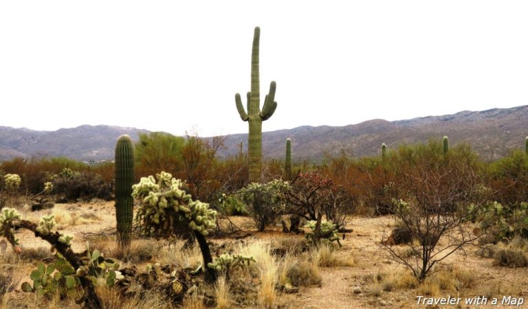 Hiking in the Saguaro National Park