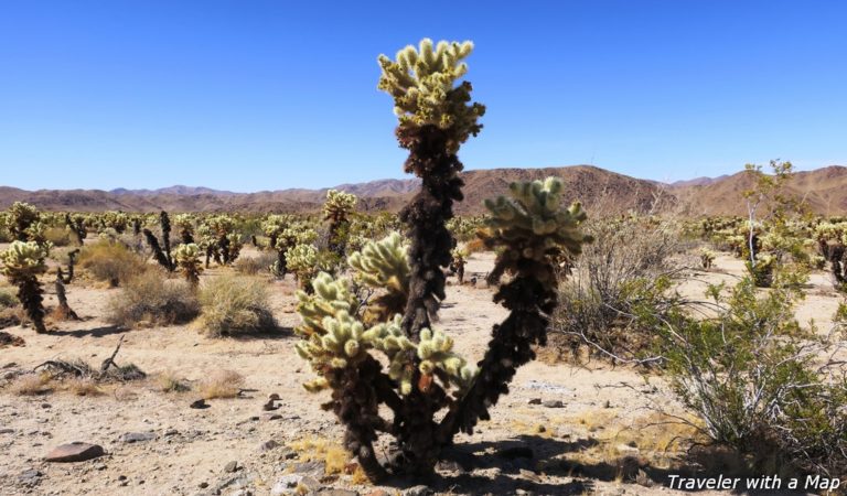 cholla garden at Joshua Tree National Park