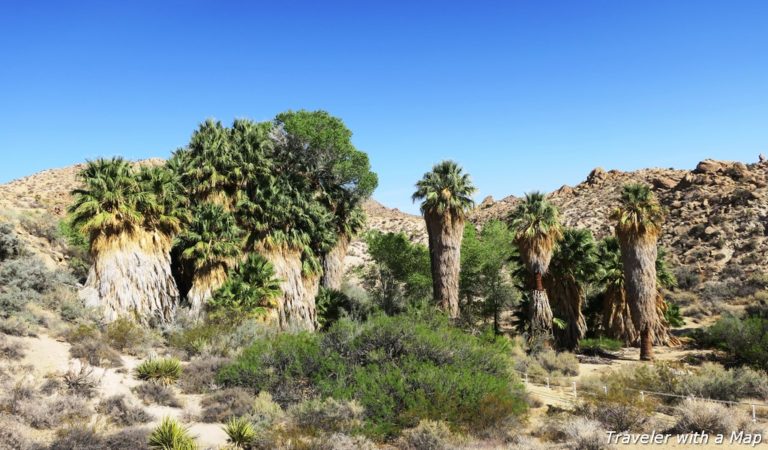 palm oasis at Joshua Tree National Park