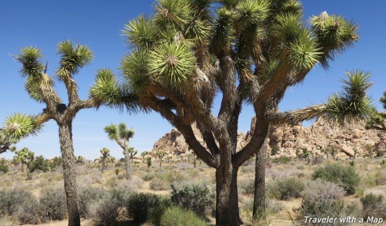 How to spend a memorable day in Joshua Tree National Park