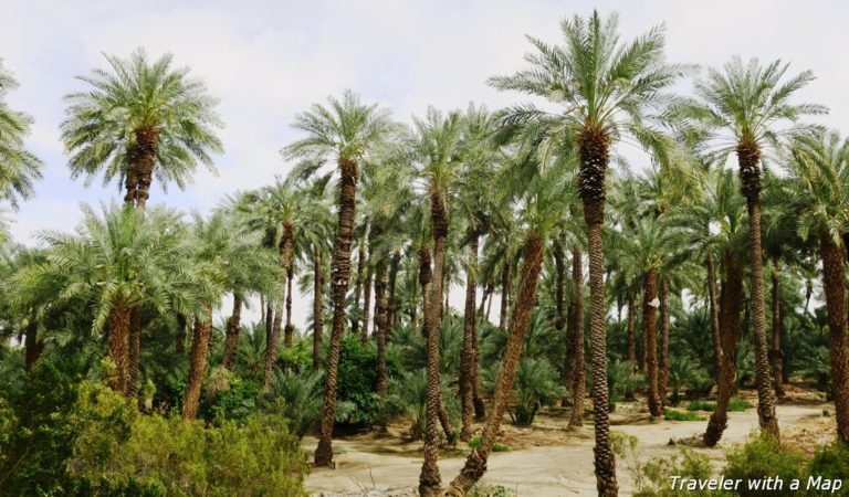 a date farm in Indio