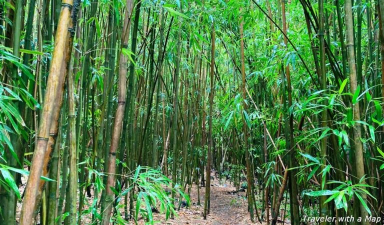 Bamboo forest at Haleakala National Park