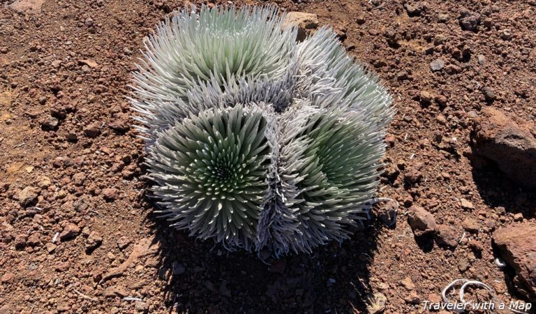 amazing things to see at Haleakala, silverswords