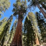 amazing hikes to see giant sequoias in Sequoia National Park