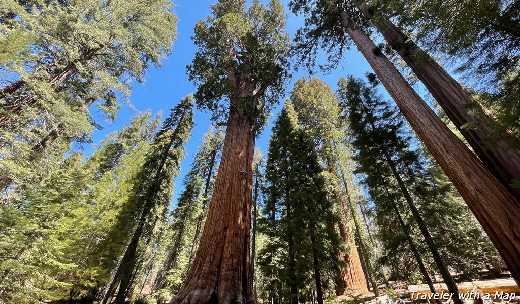 Read more about the article 4 Amazing Hikes to See Giant Sequoias in California