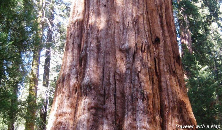 General Sherman Sequoia at Sequoia National Park